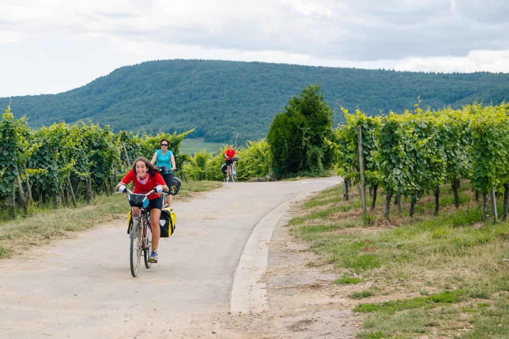 Ciclisti tra i vigneti lungo una ciclabile immersa nel verde dei vigneti fino a Mutzig.